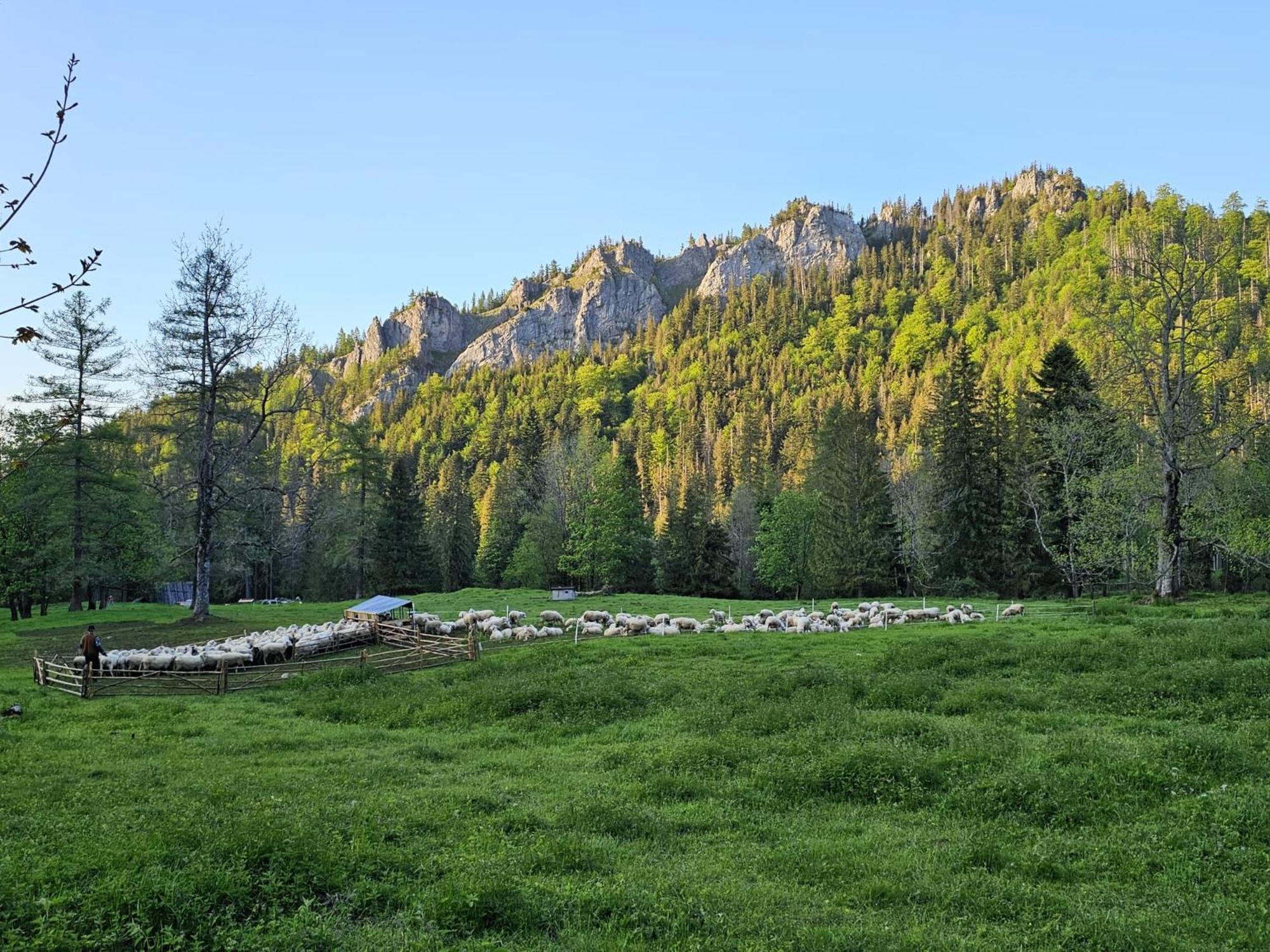 Gosciniec Kuznice Zakopane Exteriör bild
